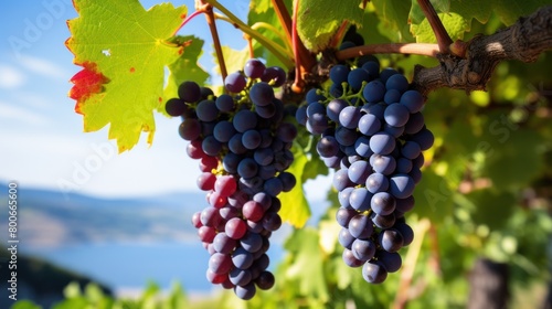 Ripe Grapes on the Vine