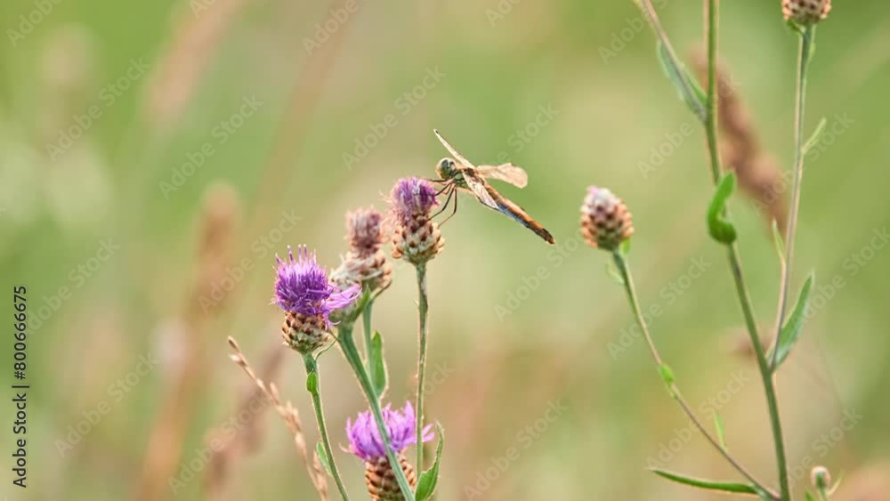 The vagrant darter (Sympetrum vulgatum) is a European dragonfly. It is very similar to the common darter (Sympetrum striolatum). The vagrant darter (Sympetrum vulgatum) is a European dragonfly. It is very similar to the common darter (Sympetrum striolatum).