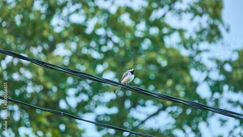 A wagtail sits on electric wires. Wagtails are a group of passerine birds that form the genus Motacilla in the family Motacillidae. The forest wagtail belongs to the monotypic genus Dendronanthus. photo