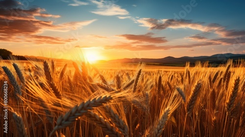 Breathtaking Sunset Over Golden Wheat Field © Balaraw