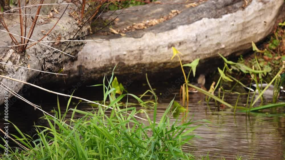 Several ducks swimming near a fallen log in a small pond. Several ducks swimming near a fallen log in a small pond.