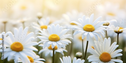 Blooming white daisies in a field