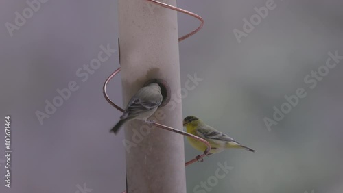 a pair of lesser goldfinches eating from a backyard bird feeder at sonora in california, usa photo
