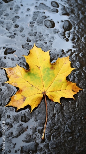 Autumn leaf on wet pavement