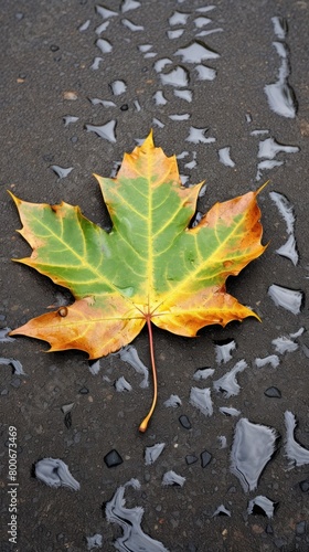Autumn Maple Leaf on Wet Pavement