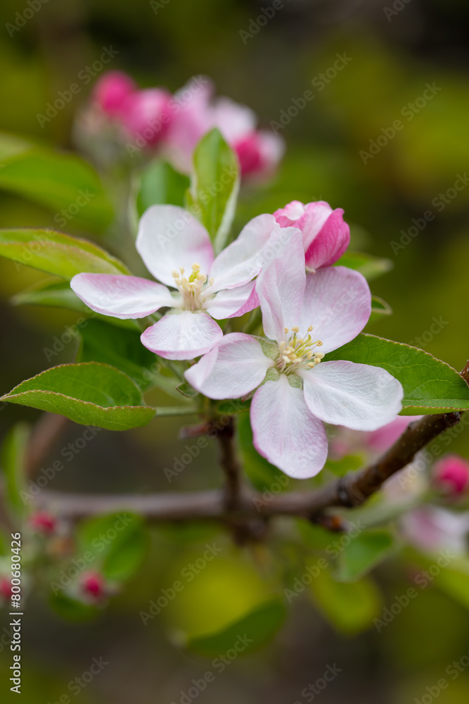 Macro Close-Up Apple Blossom Flowers before Becoming Fruits Macro Close-Up Apple Blossom Flowers before Becoming Fruits