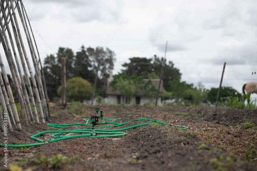 Fototapeta premium A green hose is laying on the ground in a field farm growing crop field