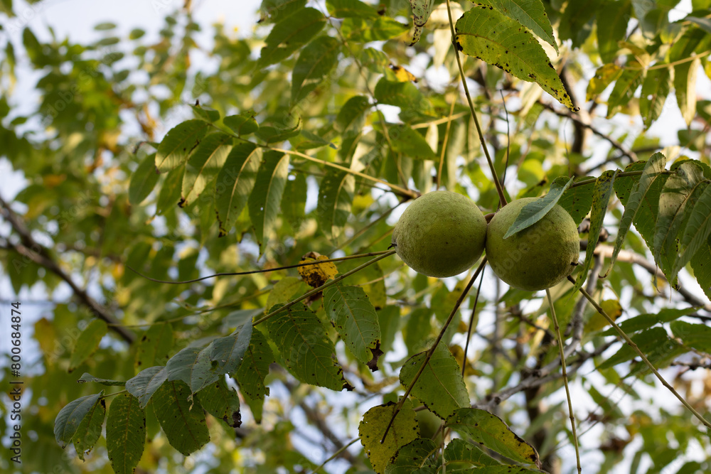Two green walnut seed pods in a walnut tree. Two green walnut seed pods in a walnut tree.