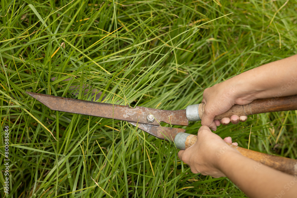 Obraz premium using garden shears person cutting the grass, garden maintenance, use of work tools and occupation with nature