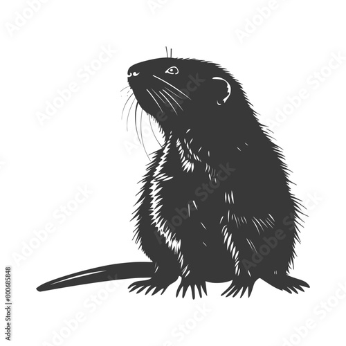 Silhouette mole animal black color only full body 