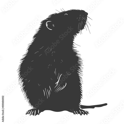 Silhouette mole animal black color only full body 