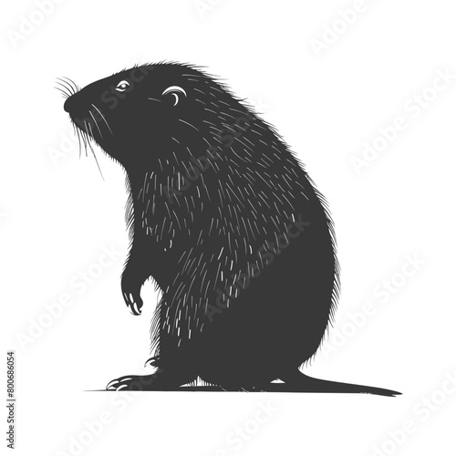 Silhouette mole animal black color only full body 
