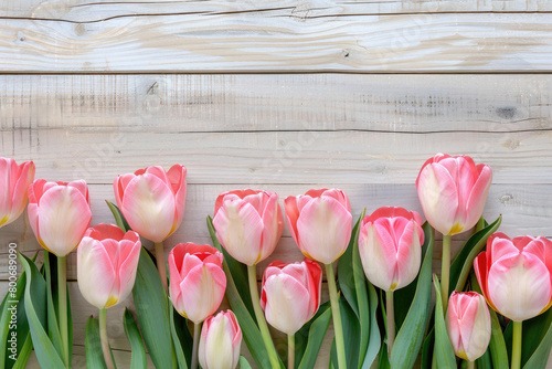 Beautiful Pink Tulips on a ...