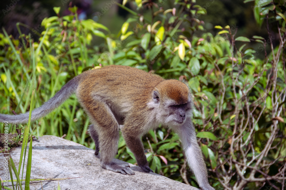 Macaca fascicularis, also known as the long-tailed macaque or Monyet Ekor Panjang, is living in the beautiful Sianok Grand Canyon, Bukittinggi, West Sumatera.