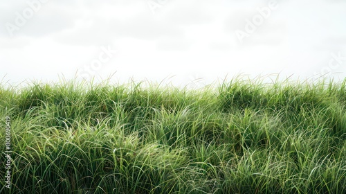 Lush grass under bright sky, vibrant backdrop, natural scenery energized.