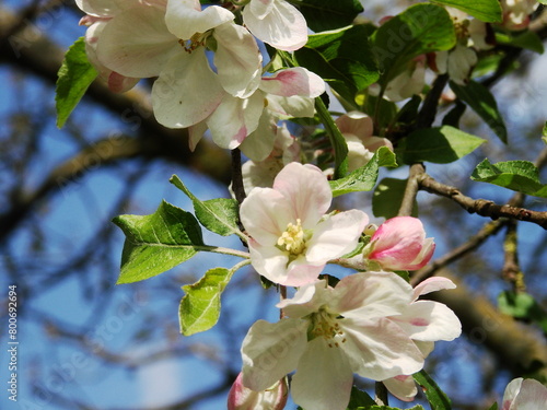 Kwiaty na drzewach owocowych - jabłonie i czereśnie