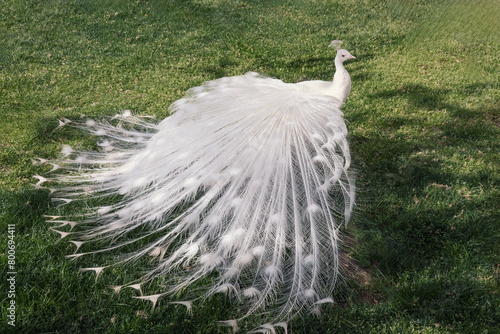 Beautiful white peacock bird with a magnificent tail