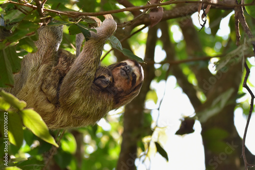 Close-up of three-toed sloth with baby  © Laura