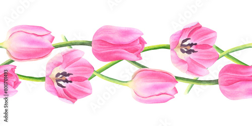 Watercolor pink tulips flowers on white background. Hand drawn botanical illustration. Seamless banner, pattern. border for design, textile, wallpaper, wrapping paper, decor, apparel.