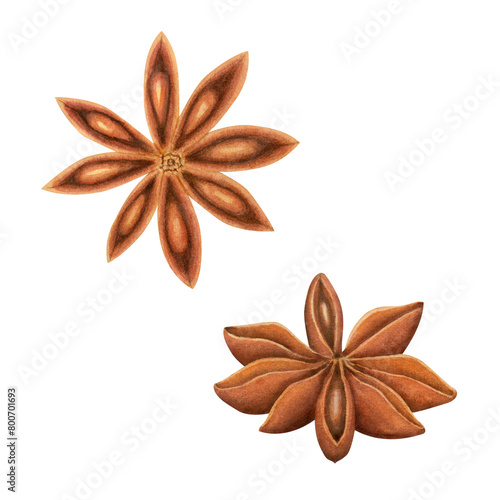 Set of watercolor fruit and seeds of star anise isolated on white background. Spices for cooking and drinks. Hand painted illustration. For packaging, menus, cards, printing, invitations
