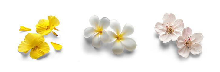 collection set of flowers of cherry blossom, orchid, frangipani, plumeria petals for bouquet and spa romantic and spring - summer bloom concepts, isolated cutout of transparent png background