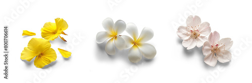 collection set of flowers of cherry blossom, orchid, frangipani, plumeria petals for bouquet and spa romantic and spring - summer bloom concepts, isolated cutout of transparent png background