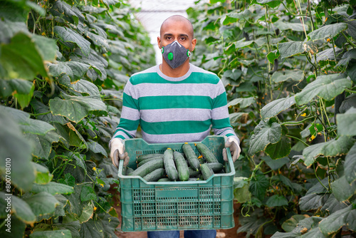 Latin american farmer in medical face mask working in greenhouse, harvesting organic cucumbers. Forced precautions during coronavirus pandemic