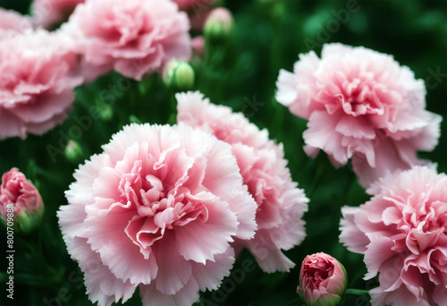  white flowers isolated pink backhround carnation Background Flower Design Summer Wedding Isolated Nature Spring Love Birthday Gift White Floral Beauty Rose Green Card Color Red Plant Valentine 