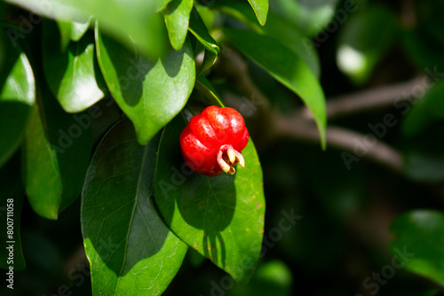 The ripe pitanga fruit (eugenia uniflora), isolated, is easily found in South America and it is know as the Brazilian cherry.