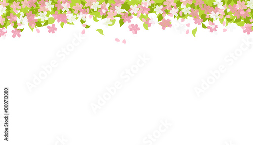 isolated illustration of a blooming cherry blossom frame with a transparency PNG background  card design  banner  Sakura concept  spring time frame  border  