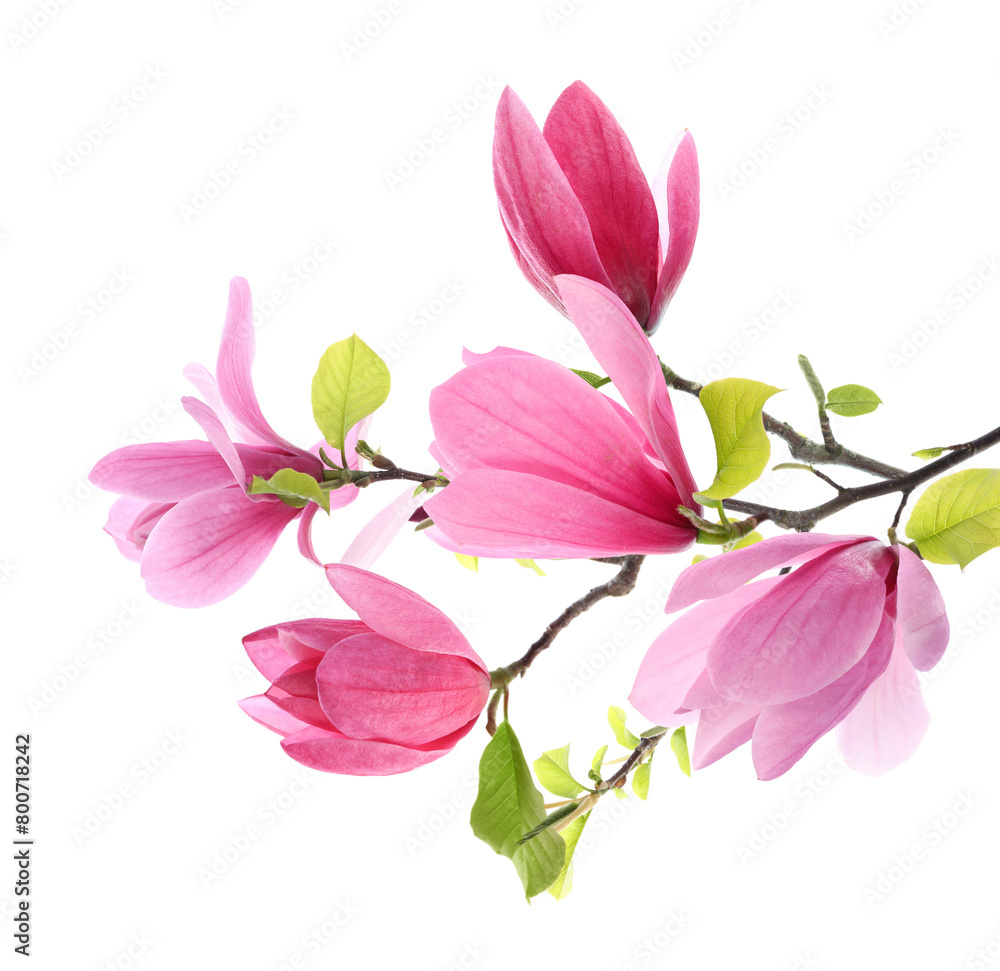 Magnolia plant branch with beautiful flowers isolated on white Magnolia plant branch with beautiful flowers isolated on white