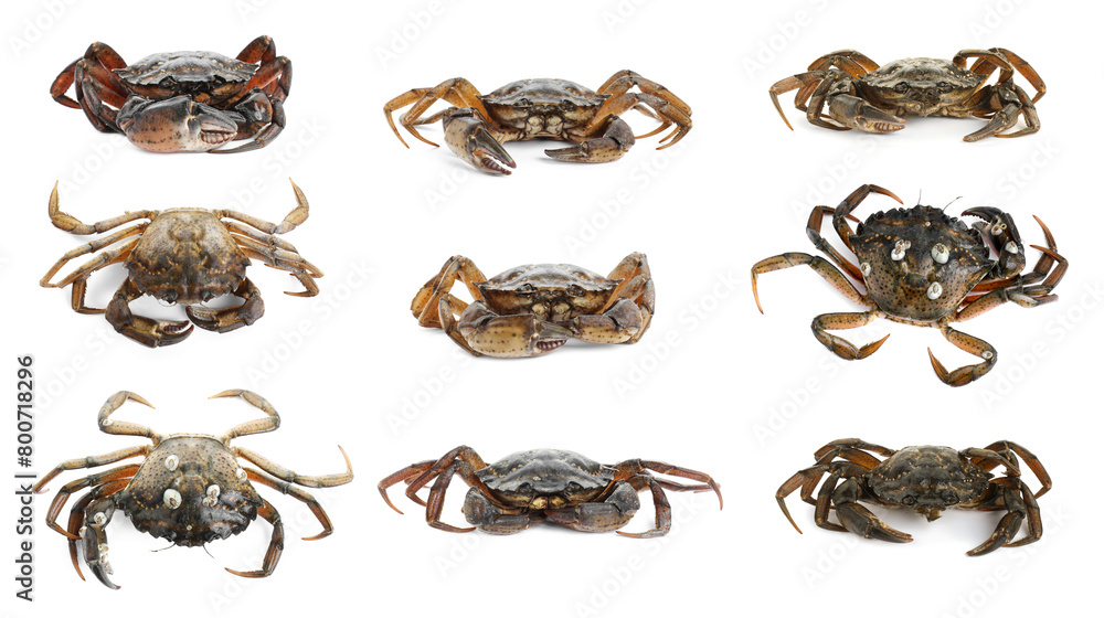Obraz premium Fresh raw crab isolated on white, set