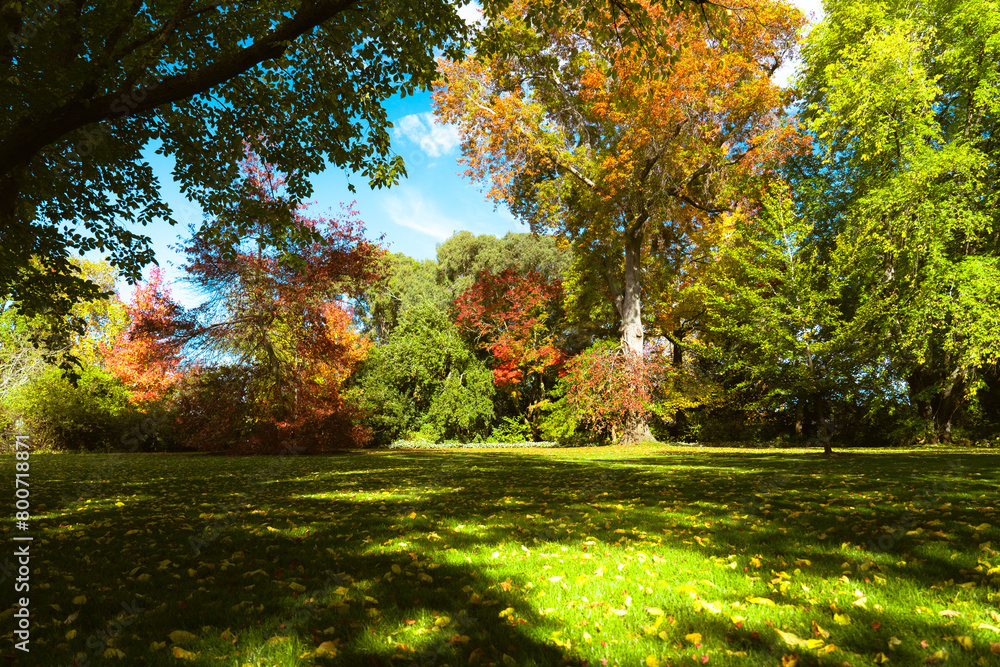 Naklejka premium autumn in the forest