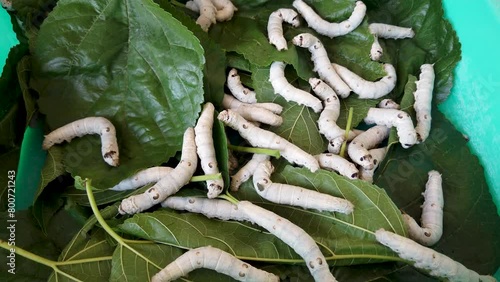 Mysuru, Karnataka, India-April 7 2024; A Close up shot of Adult Silkworm Larvae feeding on the Mulberry leaves before Cocoon formation in Sericulture farming in India.
 photo