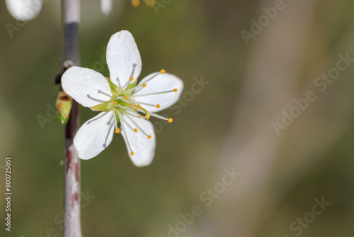 A white flower with yellow spots is on a branch