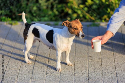 The concept of giving a dog something to drink in the heat. Caring for animals. Pet portrait with selective focus