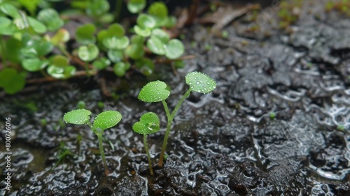 Close up of small plants in the rain that will grow