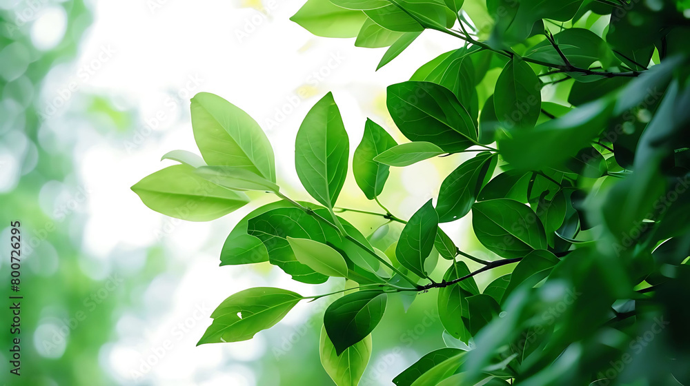 selective focus on lush green foliage against isolated background selective focus on lush green foliage against isolated background