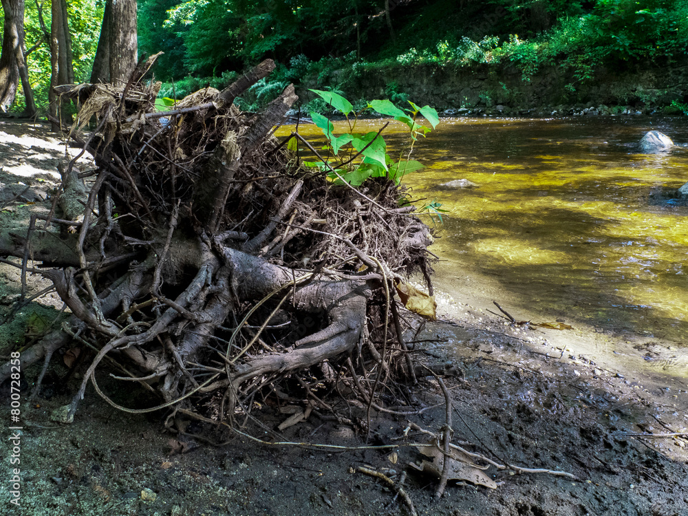 Fototapeta premium Tree Trunk with greenery growing on it by a river