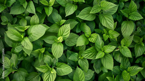 top view of vibrant green foliage on plain background