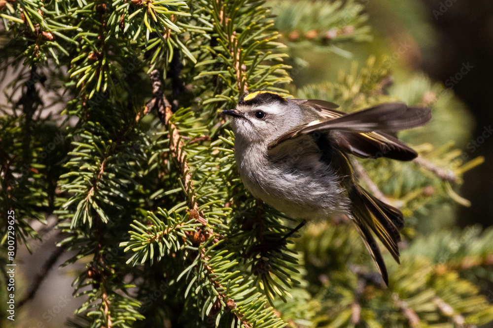 Naklejka premium golden-crowned kinglet (Regulus satrapa)