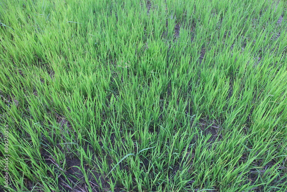 Background of a green grass. Green grass texture Green grass texture from a field. Background of a green grass. Green grass texture Green grass texture from a field.