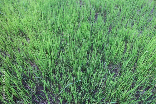 Background of a green grass. Green grass texture Green grass texture from a field.