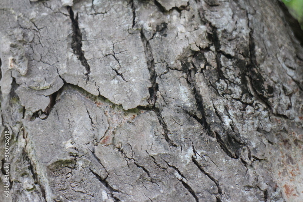 Bark Tree Texture