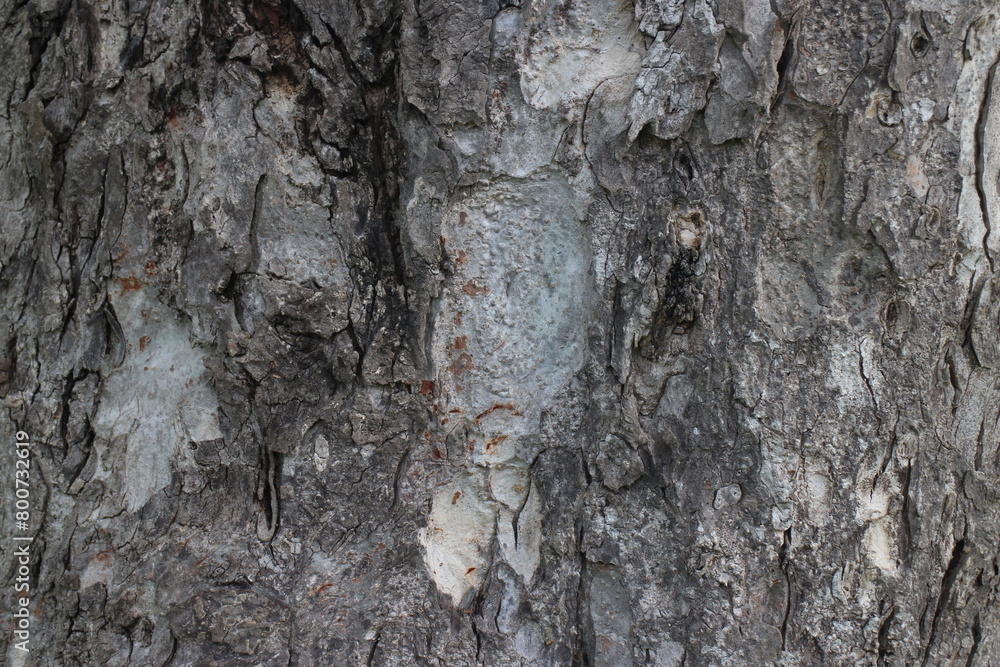 Bark Tree Texture