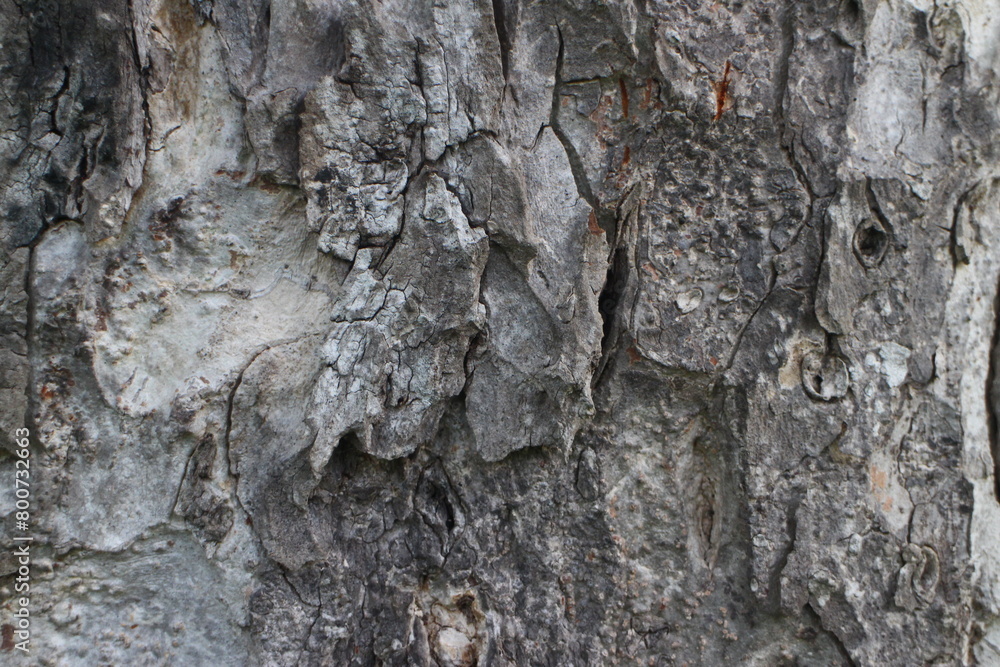 Bark Tree Texture Bark Tree Texture