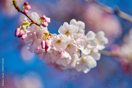 Delicate Cherry Blossom Flowers. Pink Cherry blossoms with a blue sky and soft background.

