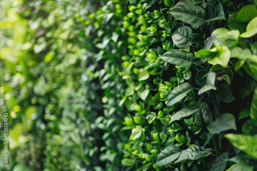 Dense green living plant wall.