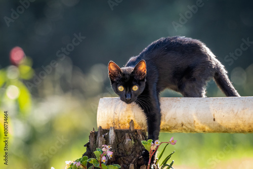 Photography cat on tree