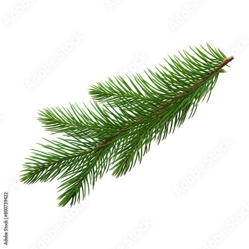 Fir branch isolated on transparent background